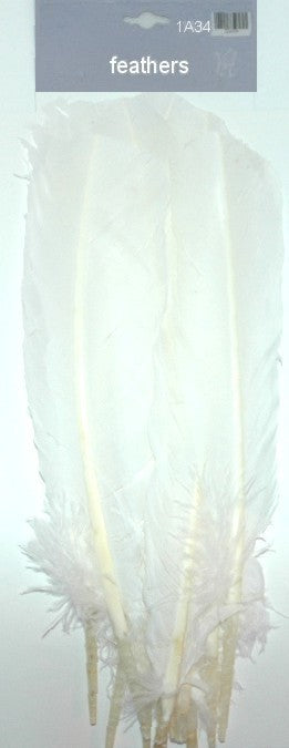 Large Feathers